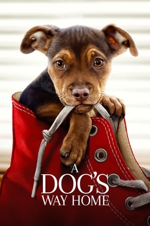 A Dogs Way Home (2019) Hindi Dual Audio | 4K Ultra HD Web-DL 300MB