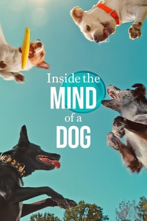 Inside the Mind of a Dog 2024 Hindi Dual Audio HDRip | 4K Ultra HD – 720p – 480p