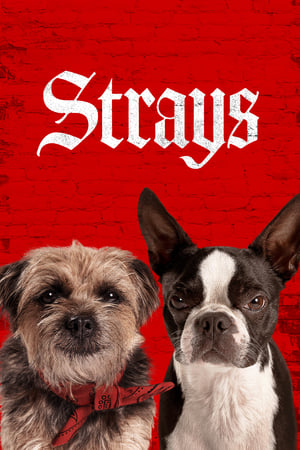 Strays (2023) Hindi Dual Audio HDRip | 4K Ultra HD – 480p